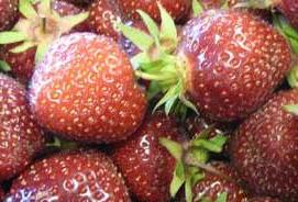 strawberry photo